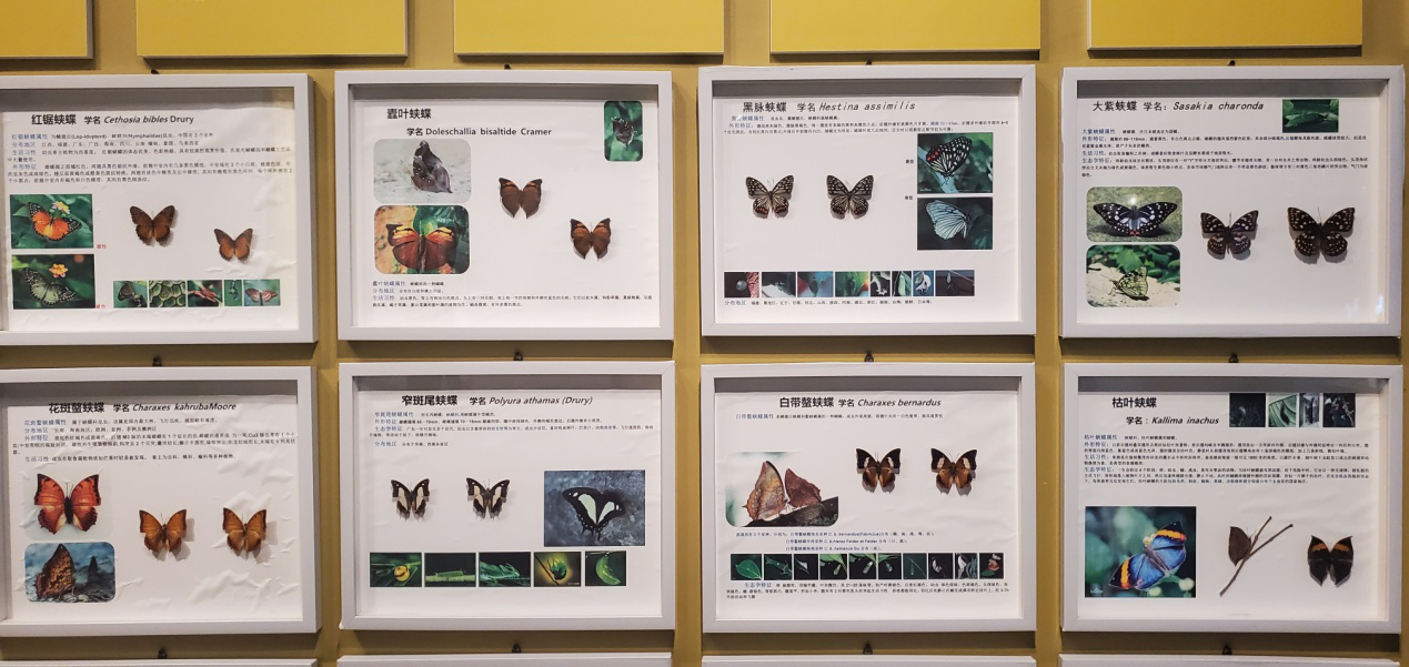 6 凤凰台植物公园蝴蝶展馆里各种珍稀蝴蝶标本展示.png